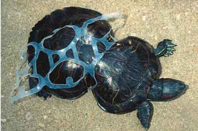 Malformación en una tortuga como consecuencia de una anilla de plástico