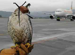 Uno de los halcones que trabajan para ahuyentar a los pájaros en el aeropuerto de Alvedro. 