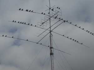Pájaros en antena