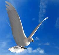 La paloma de la Paz