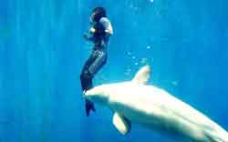 Salvada por una ballena beluga