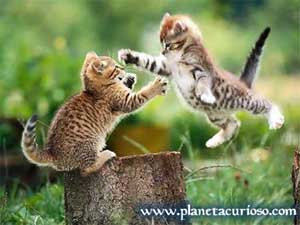 Gatitos peleando