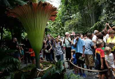 Los visitantes observan la Titan Arum en flor.